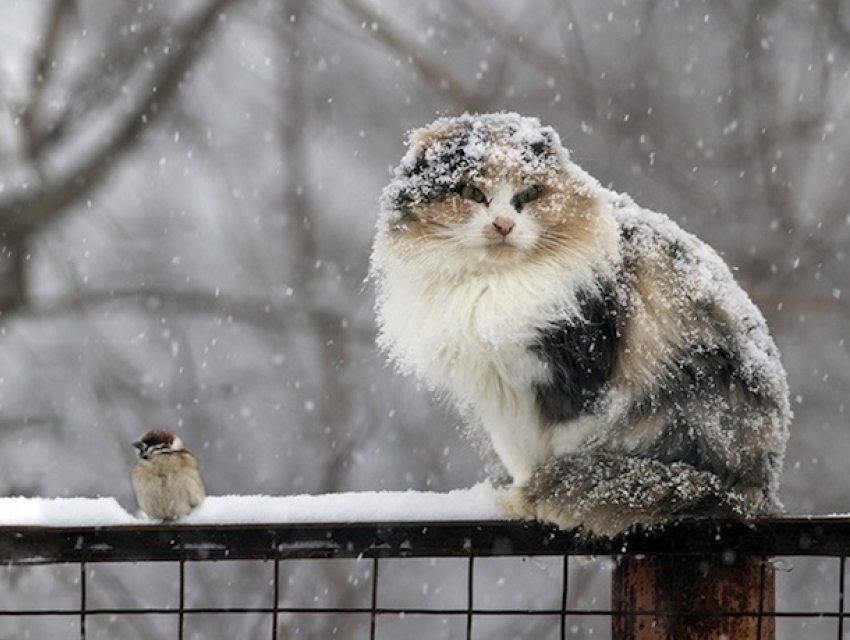 Ухудшение погоды с мокрым снегом продолжается на Ставрополье