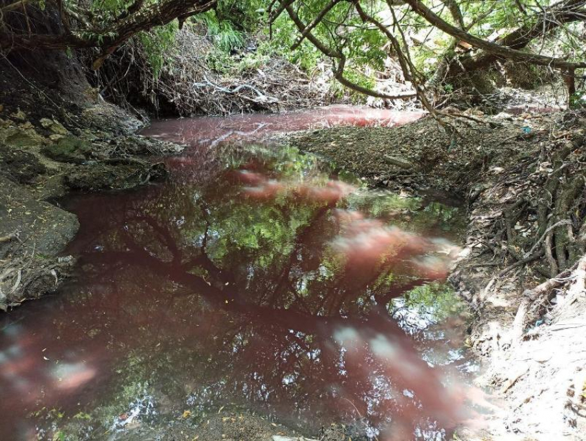 Кровавые воды: по руслу реки Грушевой в Ставрополе потекла красная жидкость неизвестного происхождения