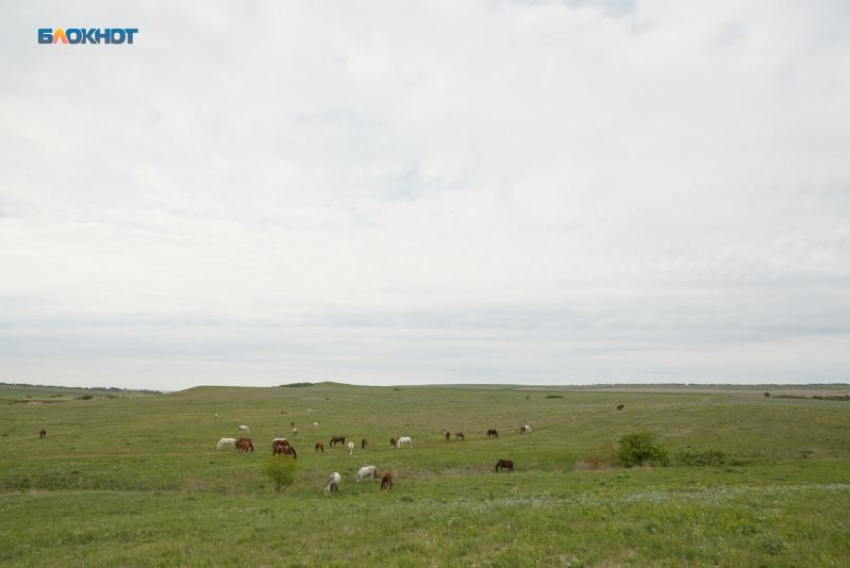 Карантин по бруцеллезу объявили в двух округах Ставрополья