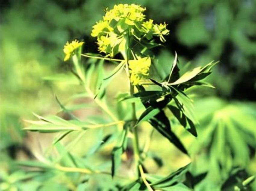 Растущее исключительно на территории Ставрополья растение находится на грани исчезновения 