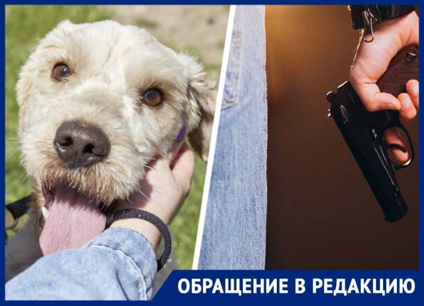 Неизвестный расстрелял собак на глазах у детей перед школой на Ставрополье