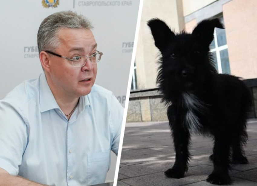 Власти Ставрополья решили переписать спорное постановление о выгуле и регистрации домашних животных 