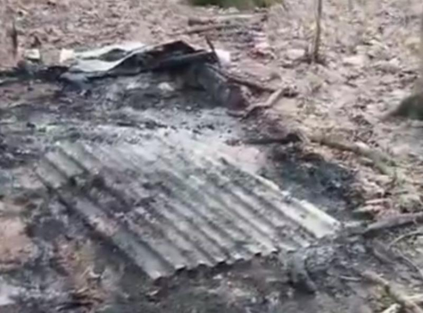 «Все было пропитано болью»: в Ставрополе массово сожгли собак в лесу — видео