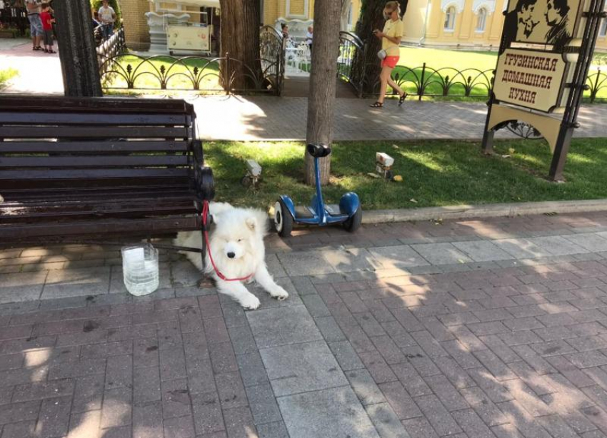 В Кисловодске животные стали способом незаконного заработка