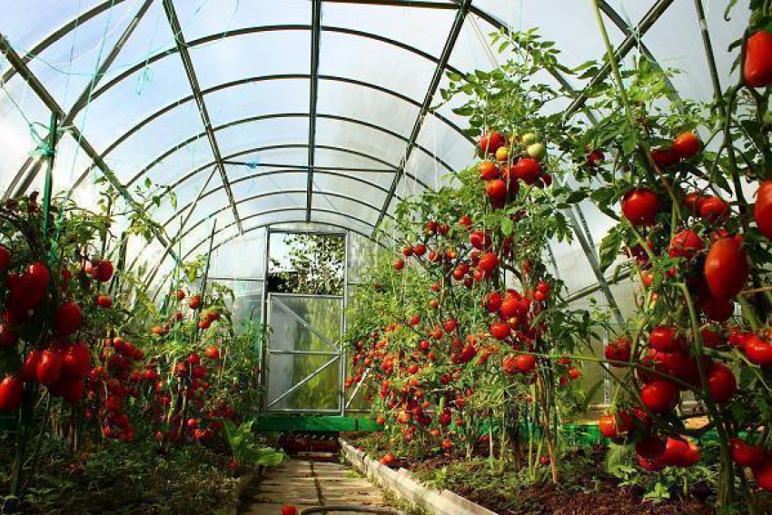 Десять тысяч тонн овощей планируют выращивать в теплицах на Ставрополье