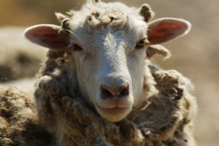 На Ставрополье горела овцеводческая ферма 