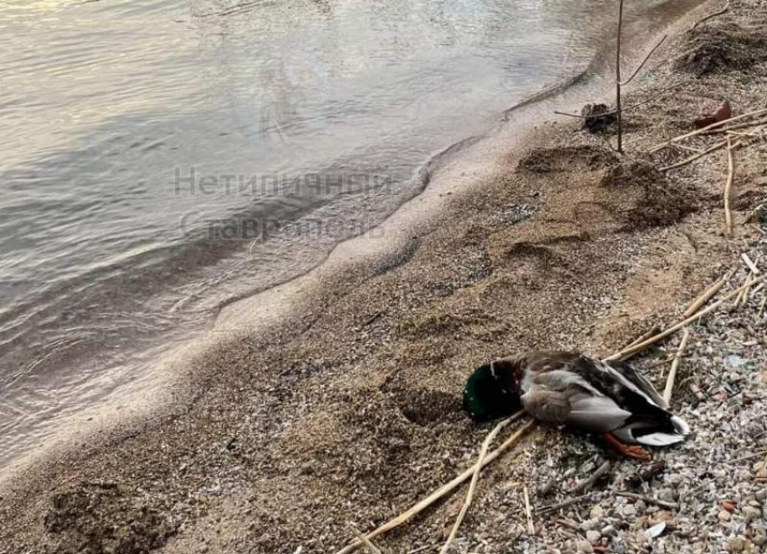 Множество мертвых уток обнаружили на берегу Новотроицкого водохранилища на Ставрополье