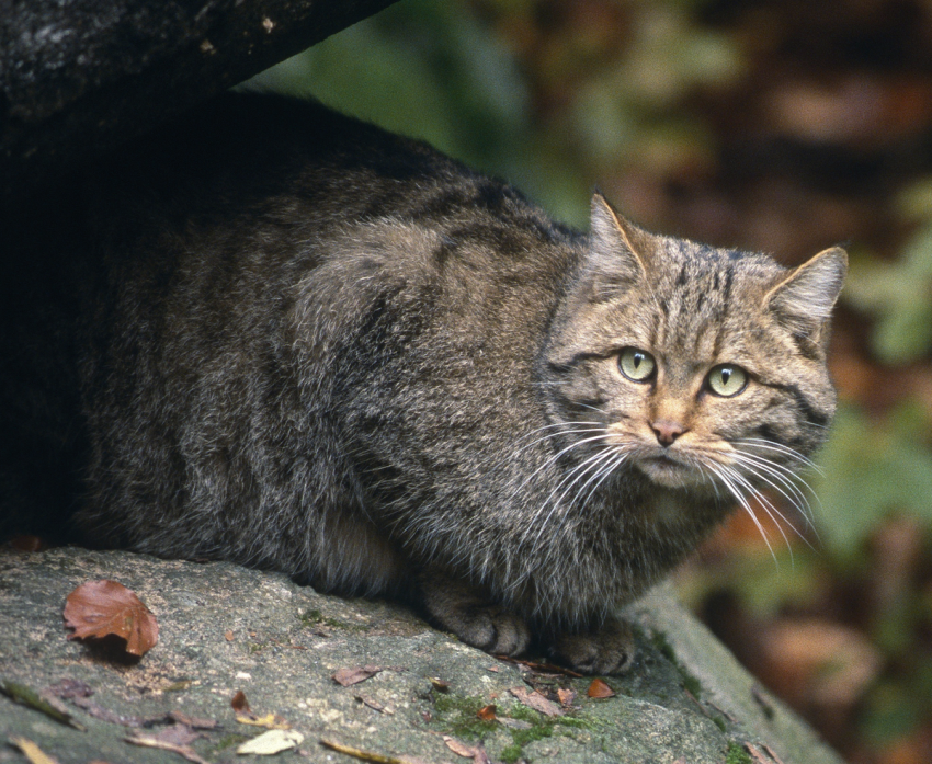 На Ставрополье браконьер отстреливал редких лесных кошек