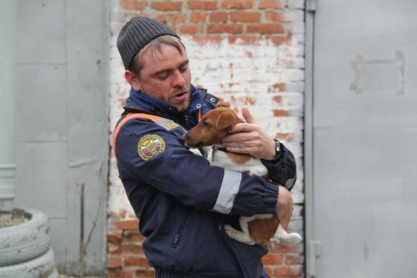 Испуганную от взрывов петард и хлопушек собаку вытащили из подвала на Ставрополье