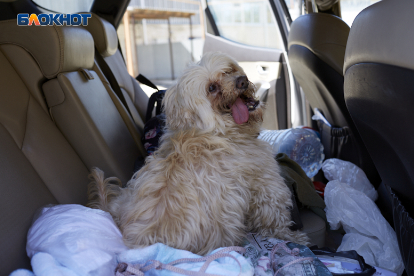 Нападения бродячих собак на людей в Ставропольском крае сократились на 15-20%