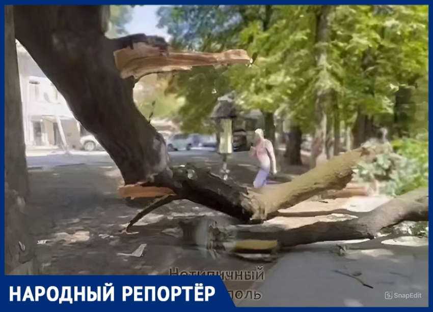 Ветка старинного дуба Льва Толстого обрушилась на тротуар в центре Ставрополя