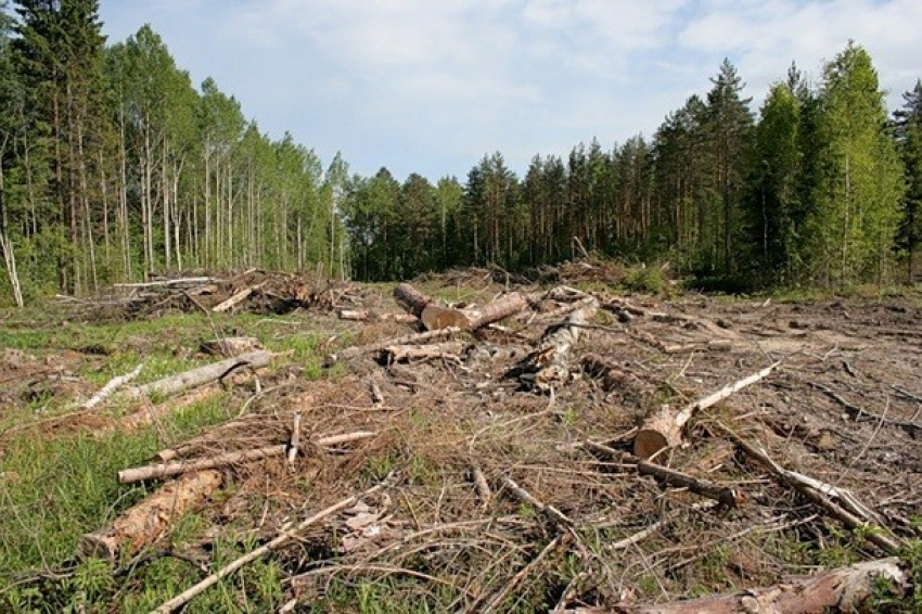 Проблемой сокращения площади лесополос заинтересовались на Ставрополье