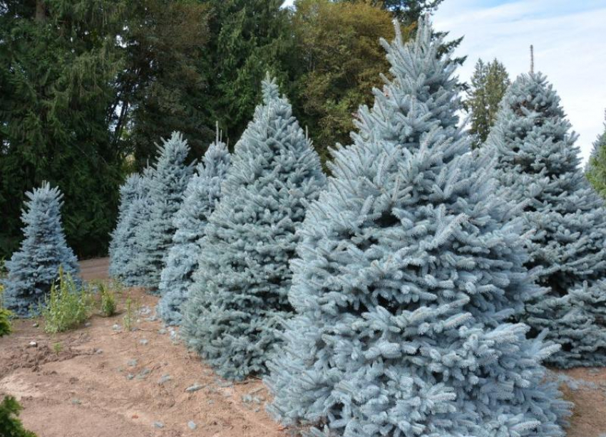 Житель Ставрополья спилил деревьев на 100 тысяч и продал их на Новый год
