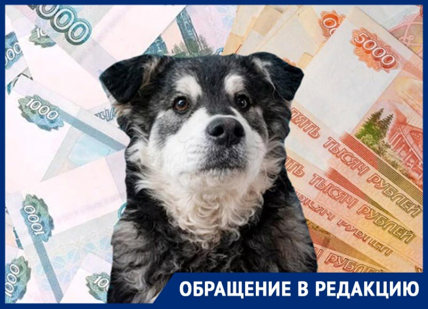 «У меня 7 животных, чипирование обойдется в 21 тысячу»: спорный приказ властей Ставрополья разоряет горожан 
