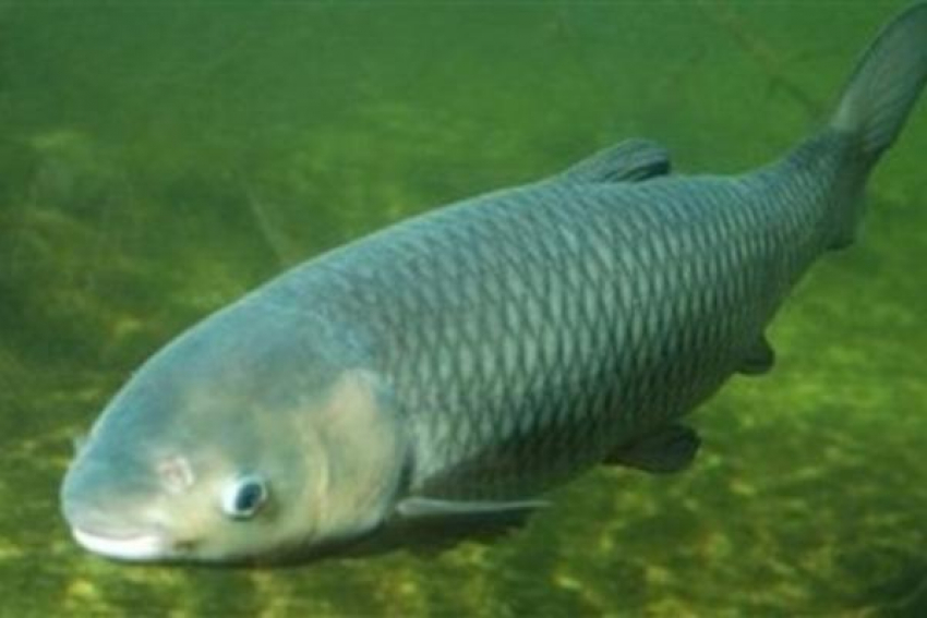 Зараженная паразитами рыба обнаружена на Ставрополье