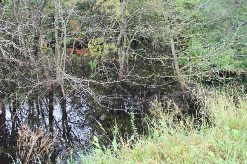 Погибла часть вековых деревьев, оказавшихся в болоте около дороги Ставрополя