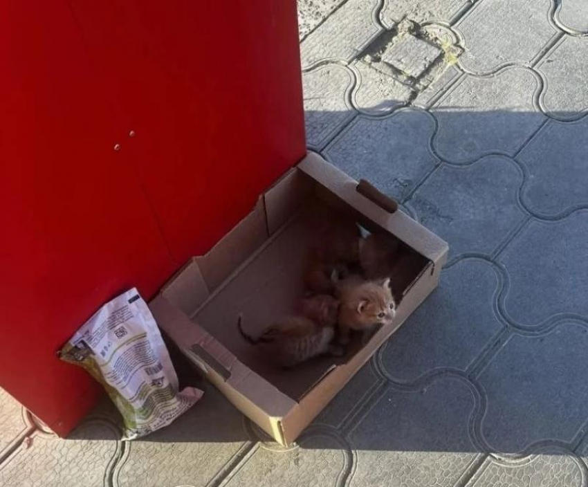 Руководство «Магнита» прокомментировало ситуацию с убийством котят в Светлограде