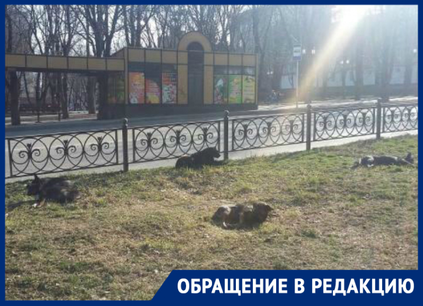Бродячих псов на улицах Ставрополя всё больше