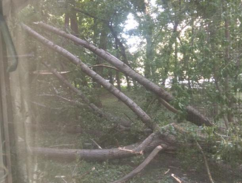 В Ставрополе из-за ветра упало дерево и повредило балкон