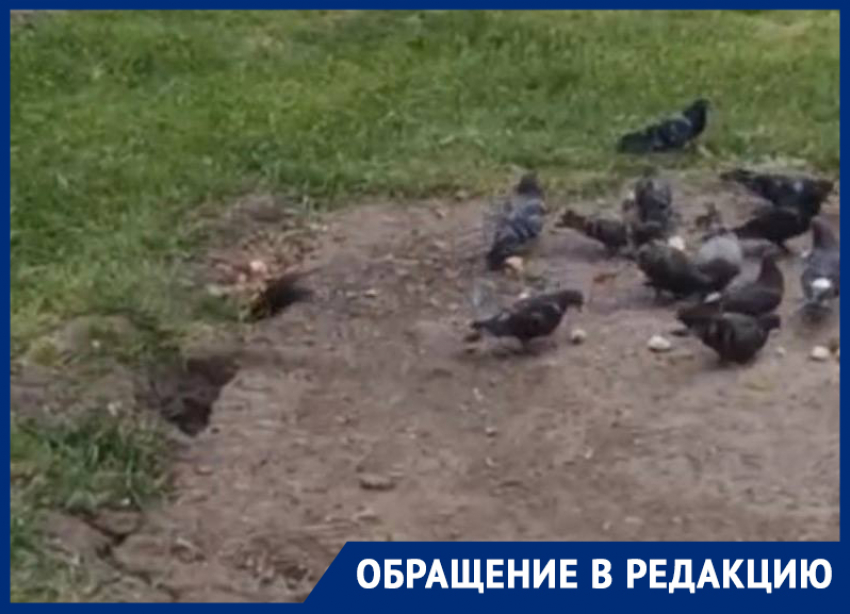 Центр Ставрополя заполонили крысы и голуби из-за сердобольности горожан