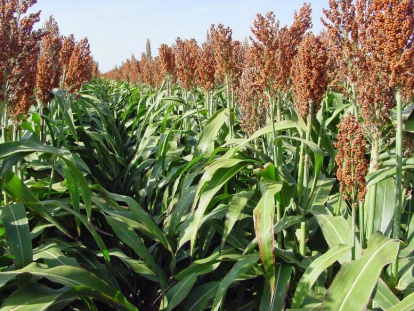 60 тонн семян сорговых культур ставропольской селекции посеют в Алтайском крае