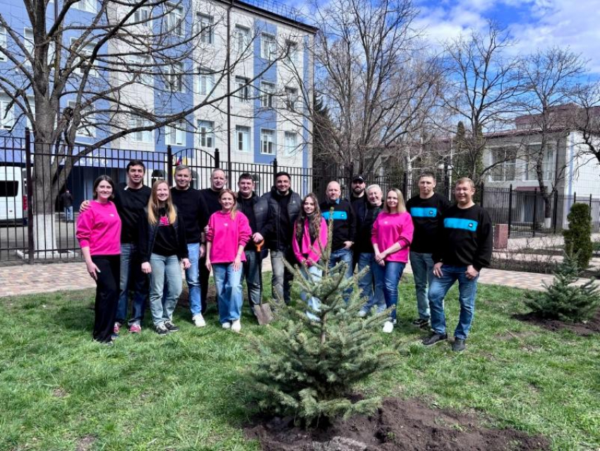 Экоподарок для ставропольцев: Т2 высадила в центре города аллею из голубых елей