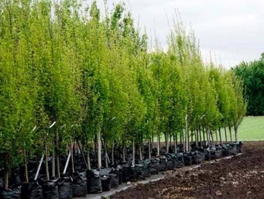 Около семи тысяч разного вида деревьев украсят в этом году Ставрополь