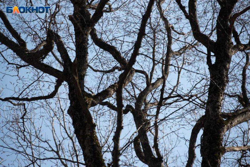 На термометре +4, по ощущениям 0 градусов: какая погода будет в Ставрополе 9 апреля