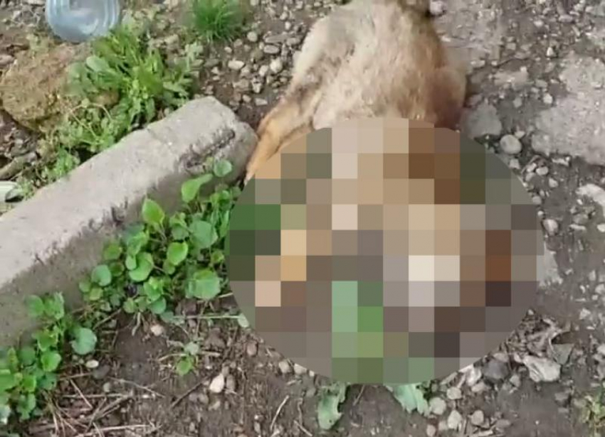 В Ставрополе зоозащитница обнаружила собачье кладбище в заброшенном доме 