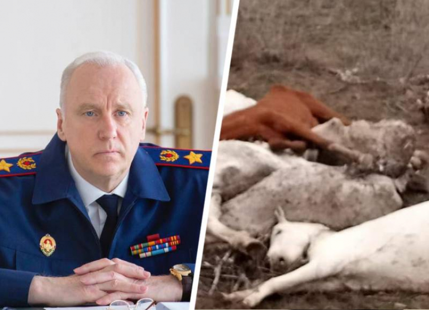 Александр Бастрыкин дал поручение возбудить уголовное дело по факту смерти лошадей в Ставропольском крае