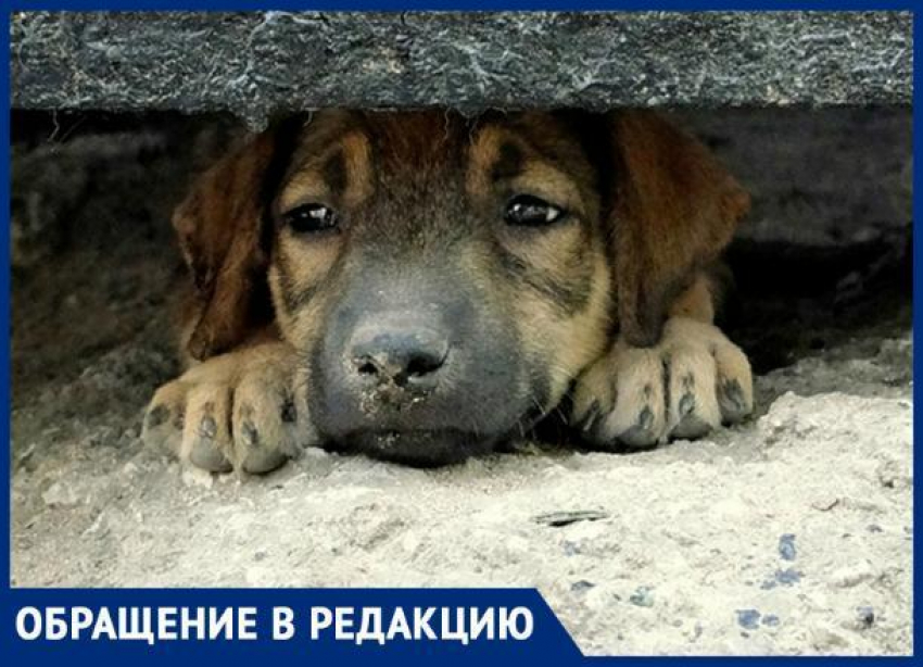 «Собаки умирали в конвульсиях», - ставропольчанка об отстреле животных в селе Александровском