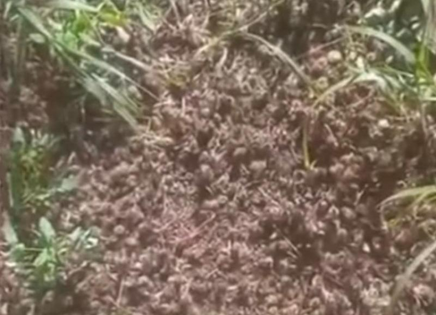 Обработка полей в ставропольской станице привела к массовой гибели пчел 