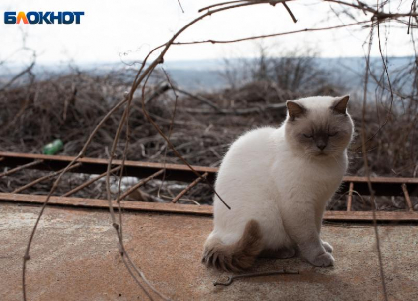 Во вторник ставропольцев ожидает пасмурная погода и порывистый ветер