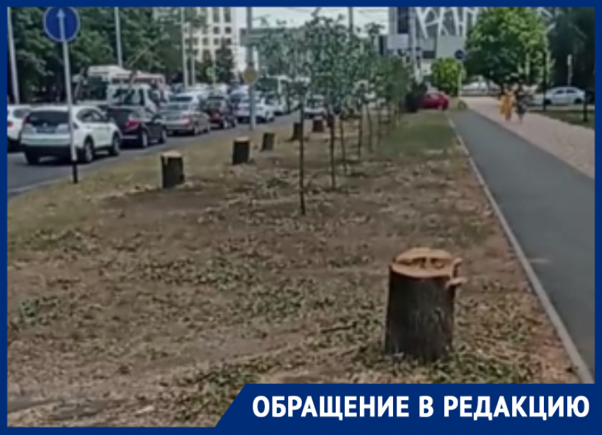 На очередную вырубку деревьев при ремонтных работах пожаловались жители Ставрополя 
