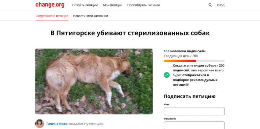 «Клипса в ухе собаки — повод для убийства»: жители Пятигорска создали петицию о поддержке бездомных псов