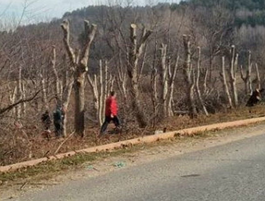 "Негодяи птушники вырубили полтора гектара городского леса в зоне формирования Нарзана!» - общественники Кисловодска