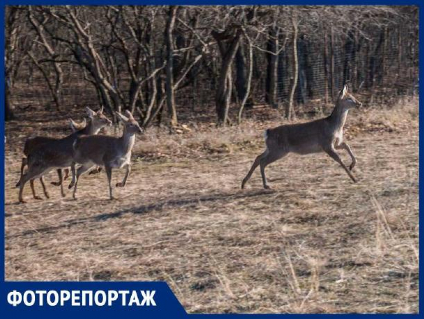 В окрестностях Ставрополя выпустили десять краснокнижных оленей 