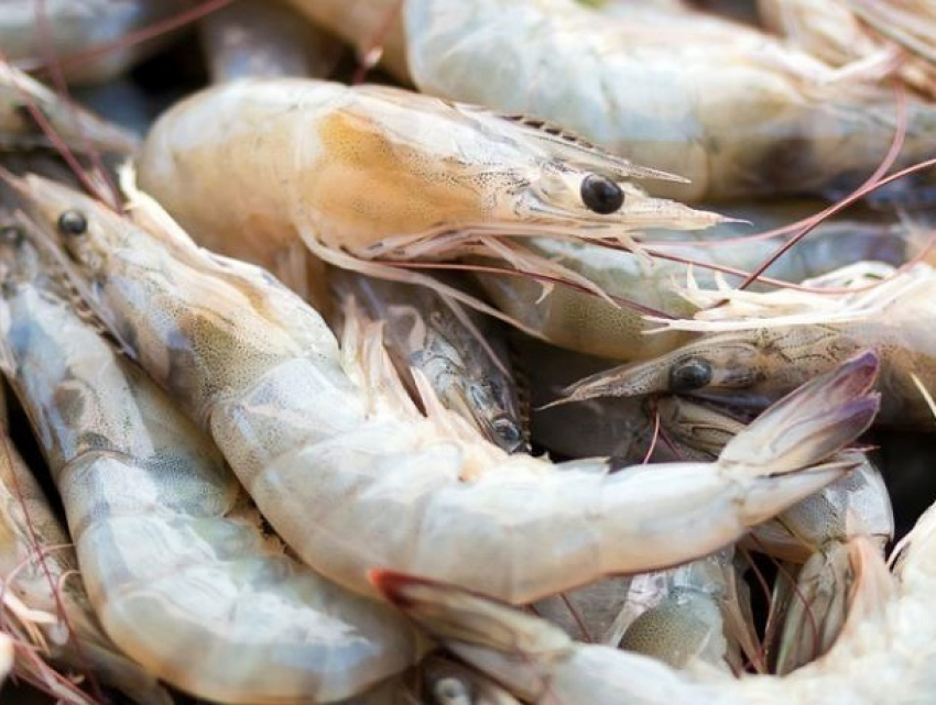 Рыбоводным предприятиям Ставрополья каждый год выделяют 3,4 млн рублей господдержки