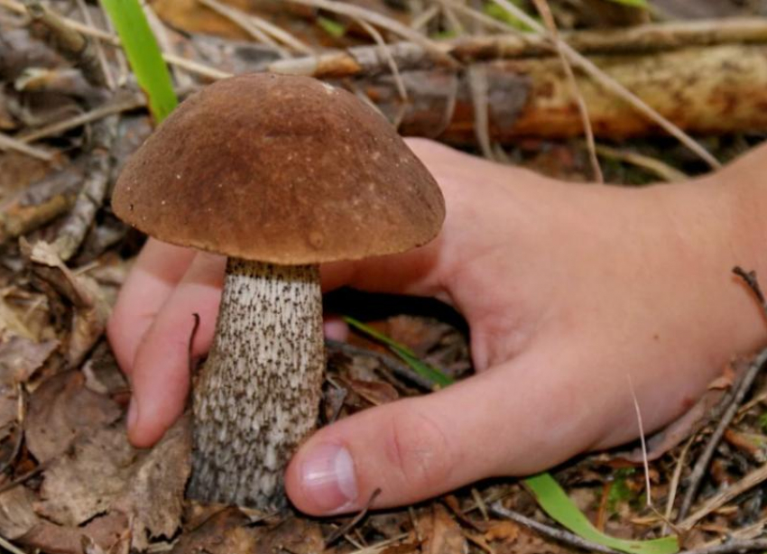 Несовершеннолетняя ставропольчанка умерла от отравления грибами   
