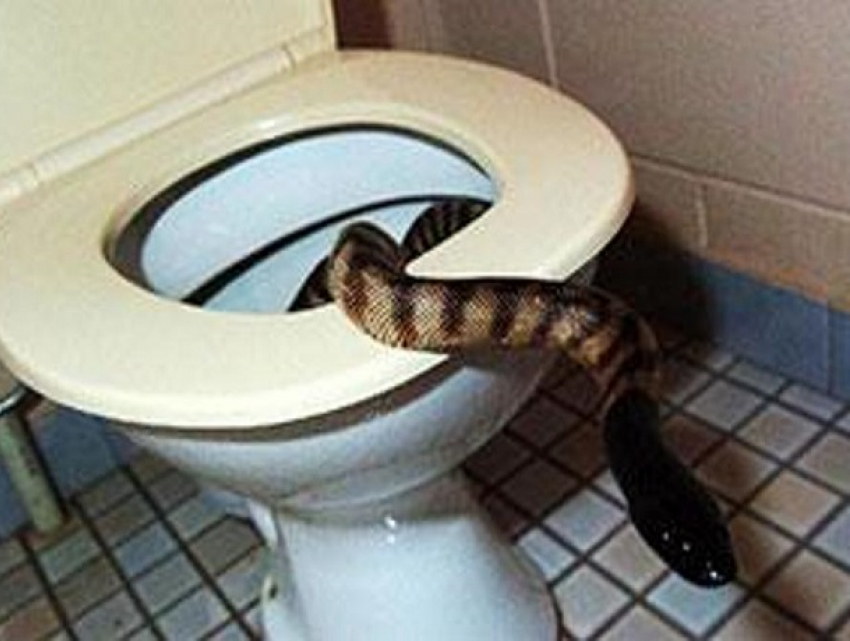 «Встретить змею в туалете вполне возможно, особенно для жителей двух районов города», - ставропольский эксперт 