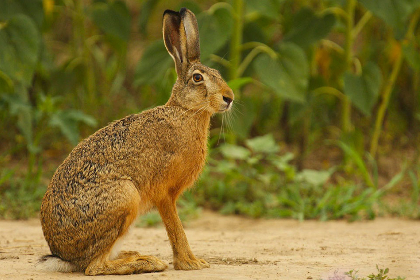 Охотившихся на зайцев браконьеров задержали на Ставрополье