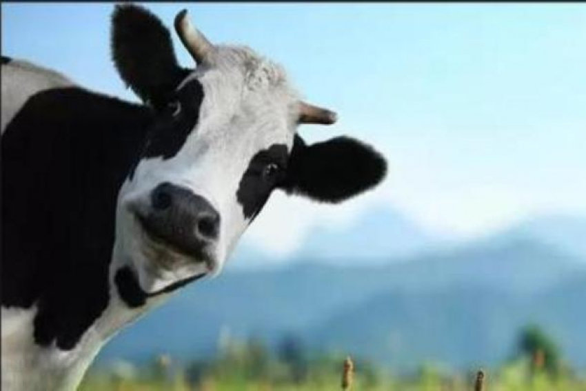 Четыре случая заболевания коров опасным вирусом зафиксировали на Ставрополье