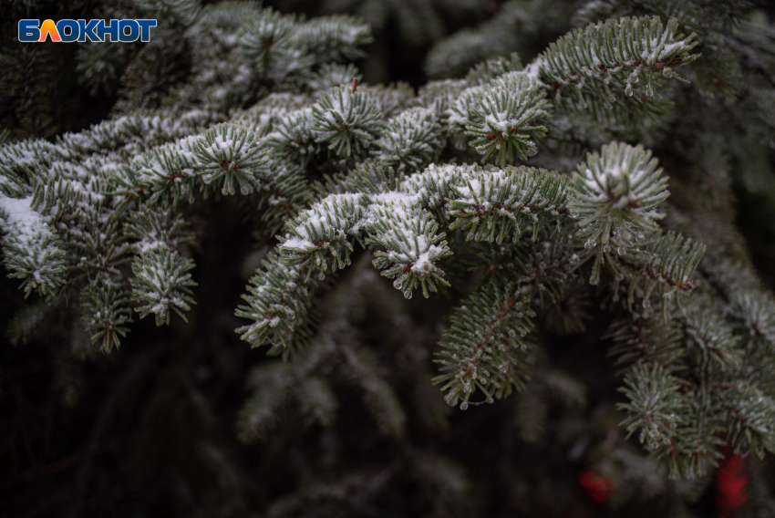 До 17 апреля продлятся ночные заморозки на Ставрополье