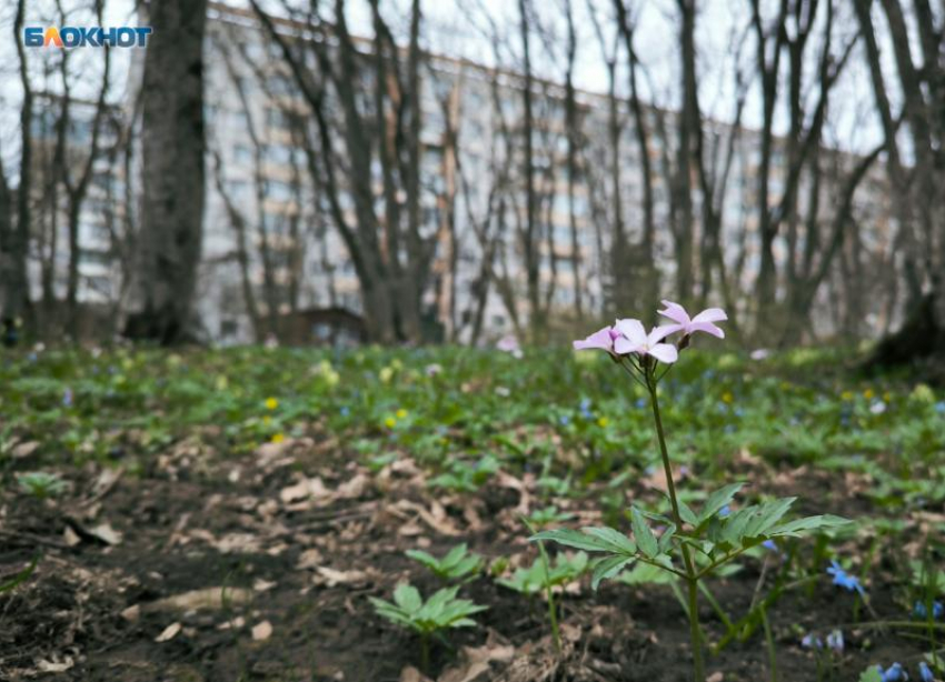 Опубликовали график магнитных бурь для Ставрополья на январь 2025 года