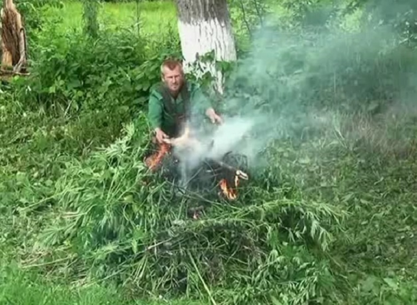 Сжигание полутонны дикой придорожной конопли в Ставропольском крае попало на видео