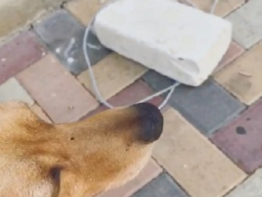  «Я что, бассейн ей должна налить?":  несчастная собака неопределенное время сидела привязанная на солнцепеке в Ставрополе