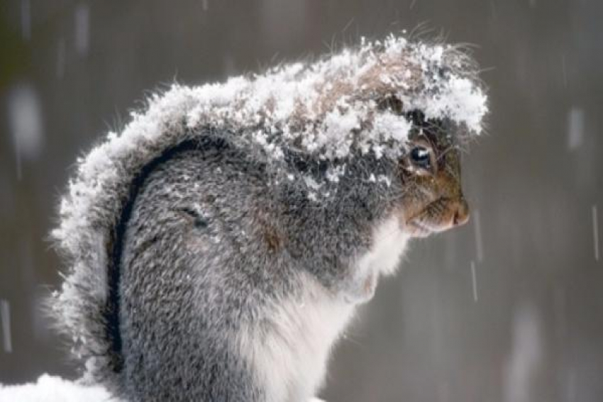 Крепкий мороз и снегопад ожидаются в субботу на Ставрополье