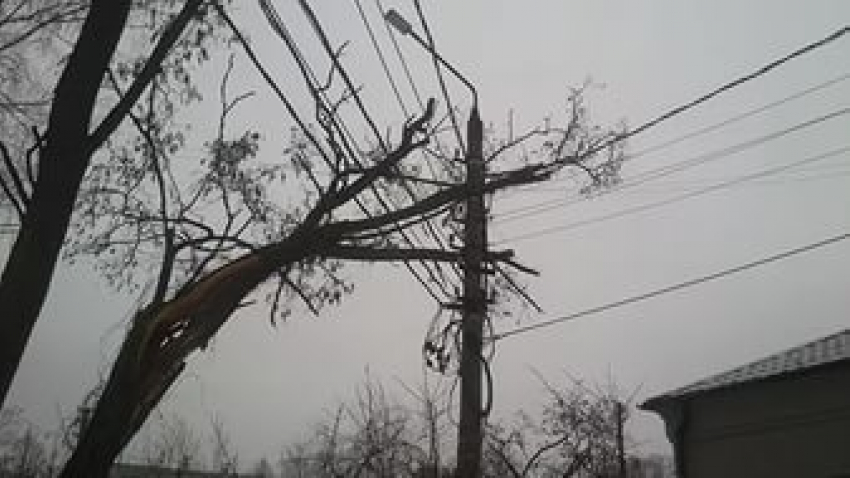В Ставрополе упавшее дерево оставило жителей без электричества