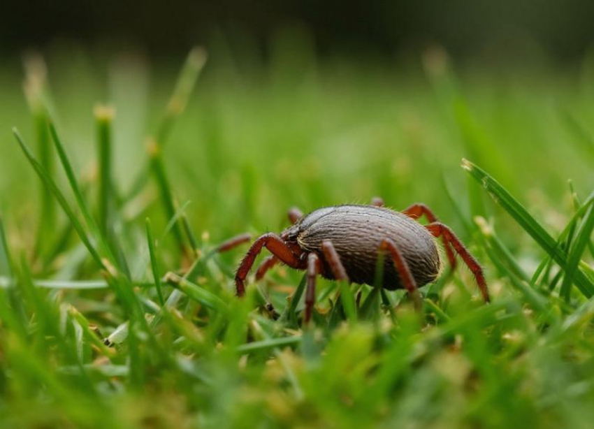 Клещи на Ставрополье продолжают кусать людей после выхода из спячки 