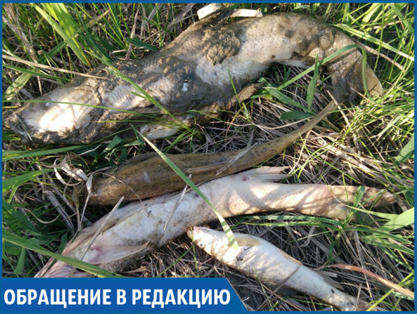 «Возле спиртзавода в реке много дохлой рыбы», - жители села Гражданское